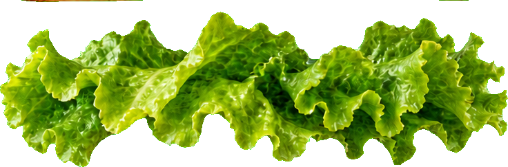کاهوی تازه